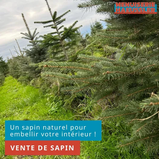 Vente de  sapins de noël à Aschbach., Wissembourg, Menuiserie Haeussler